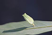  香楠-蟲癭11.jpg
